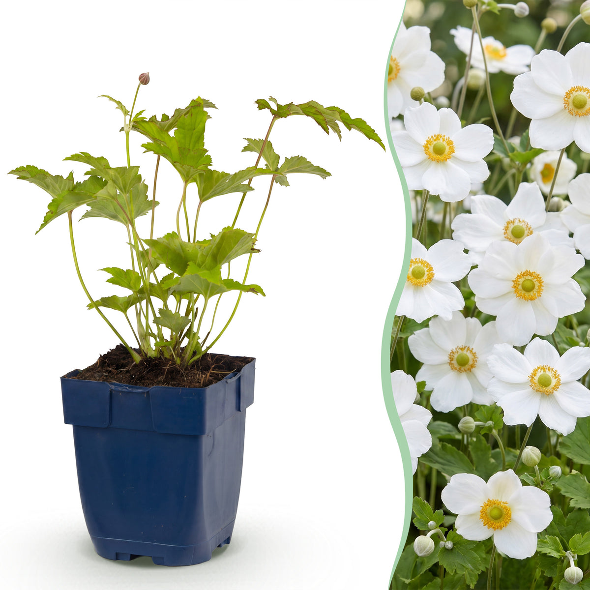 Herbst-Anemone 'Hon. Jobert' – Weiß – Topf Ø11cm