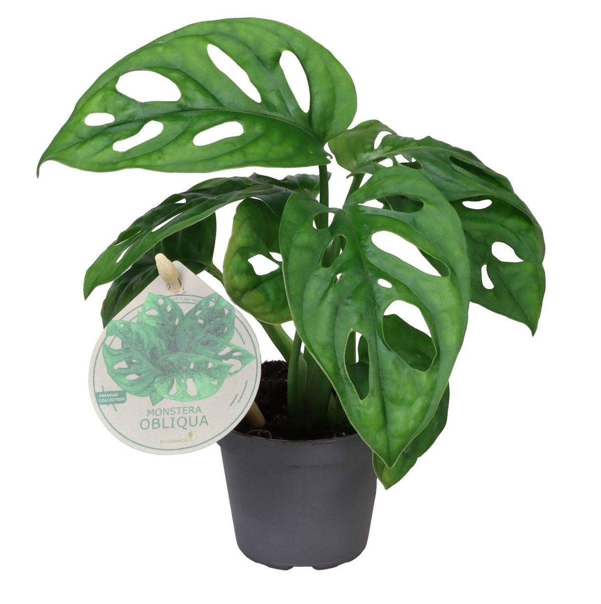 Monstera Obliqua – Topf Ø6cm