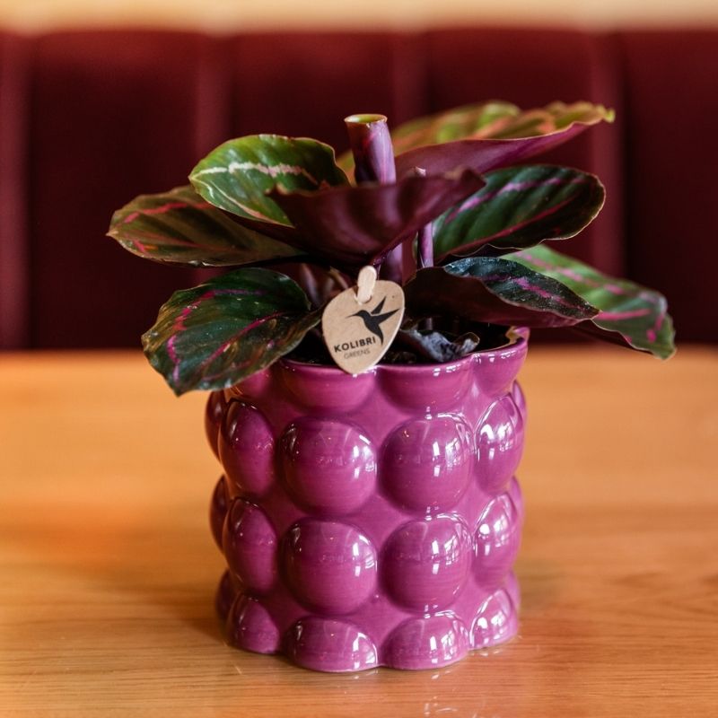 Calathea 'Dottie' – Zimmerpflanze – Ø9cm – Ansicht 2
