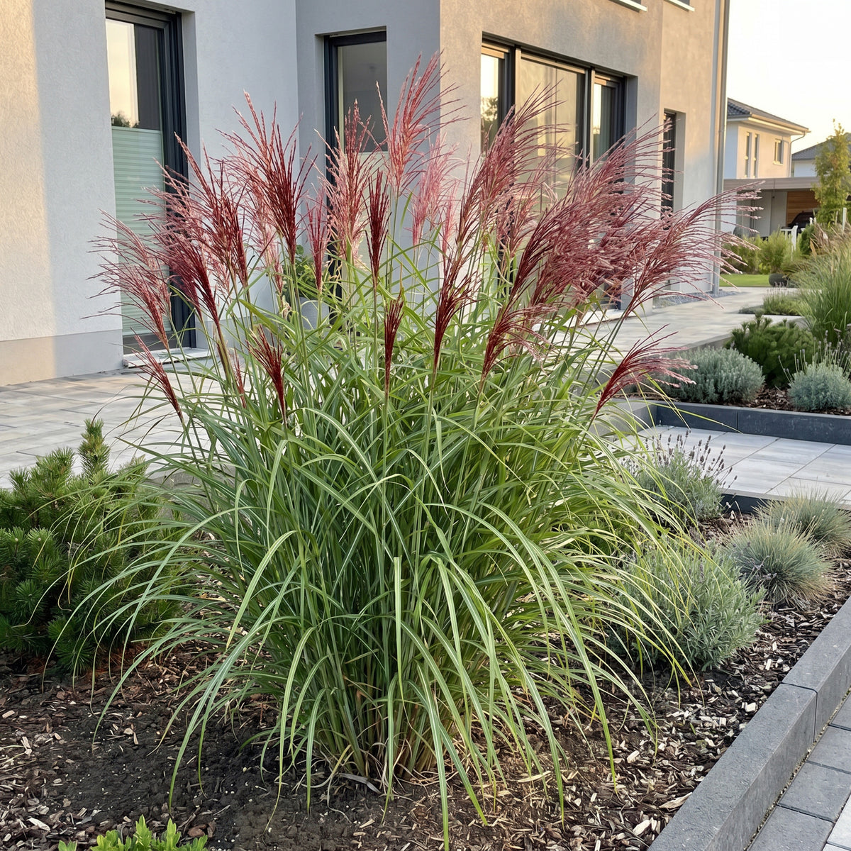 Chinaschilf 'Red Chief' – Miscanthus sinensis – Topf Ø11cm – Ansicht 5