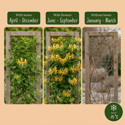 Tellmanns Geißblatt 'Lonicera tellmanniana' – Orange-Gelb – Topf Ø9cm – Ansicht 4