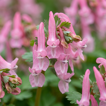 Lerchensporn 'Beth Evans' – Rosa-Weiß
