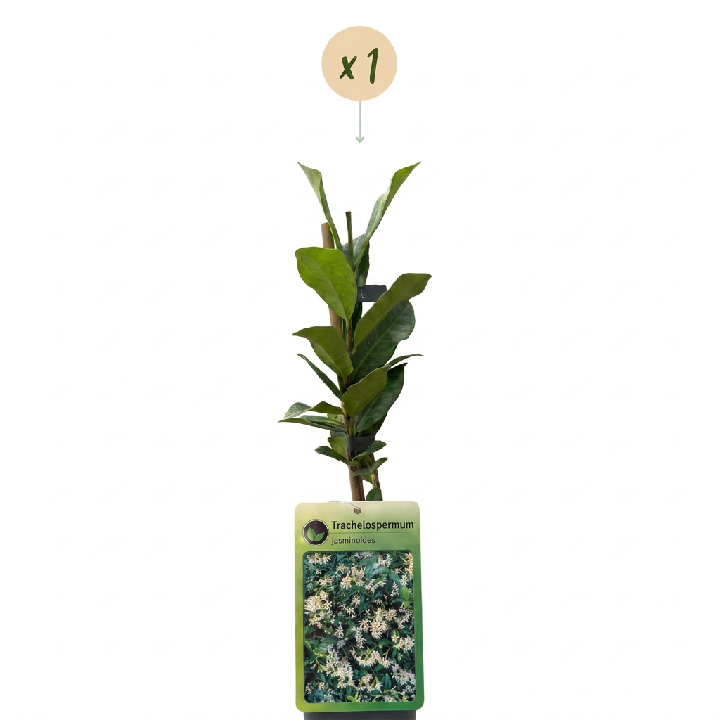 Sternjasmin – Trachelospermum jasminoides – Weiß – Ø9cm – Ansicht 2