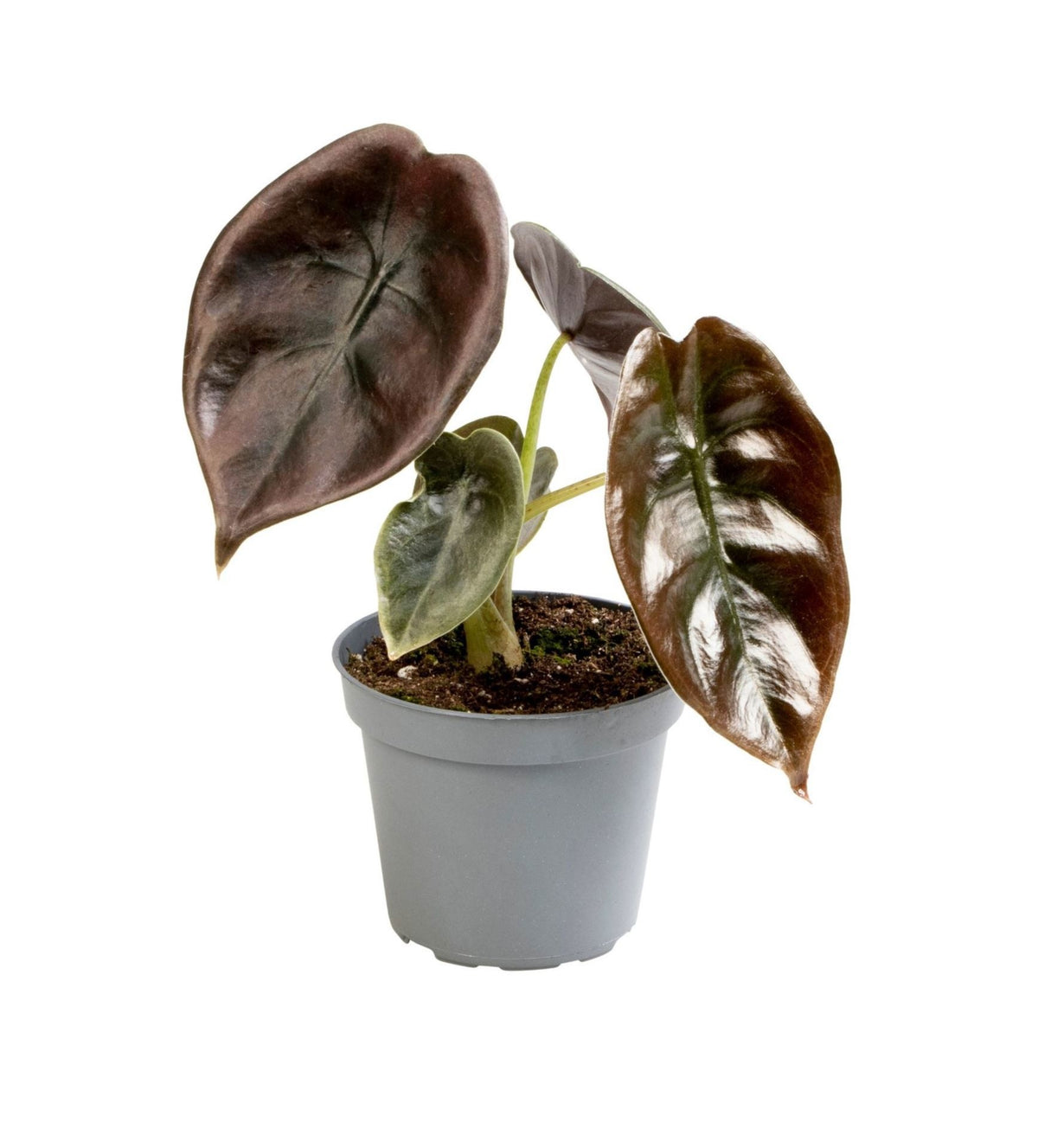 Kupfer-Alocasia 'Cuprea Red' – Rot – Ø6cm/↕12cm