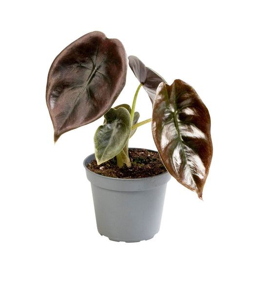 Kupfer-Alocasia 'Cuprea Red' – Rot – Ø6cm/↕12cm