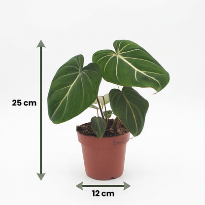 Philodendron 'Gloriosum' – Topf Ø12cm – Ansicht 5