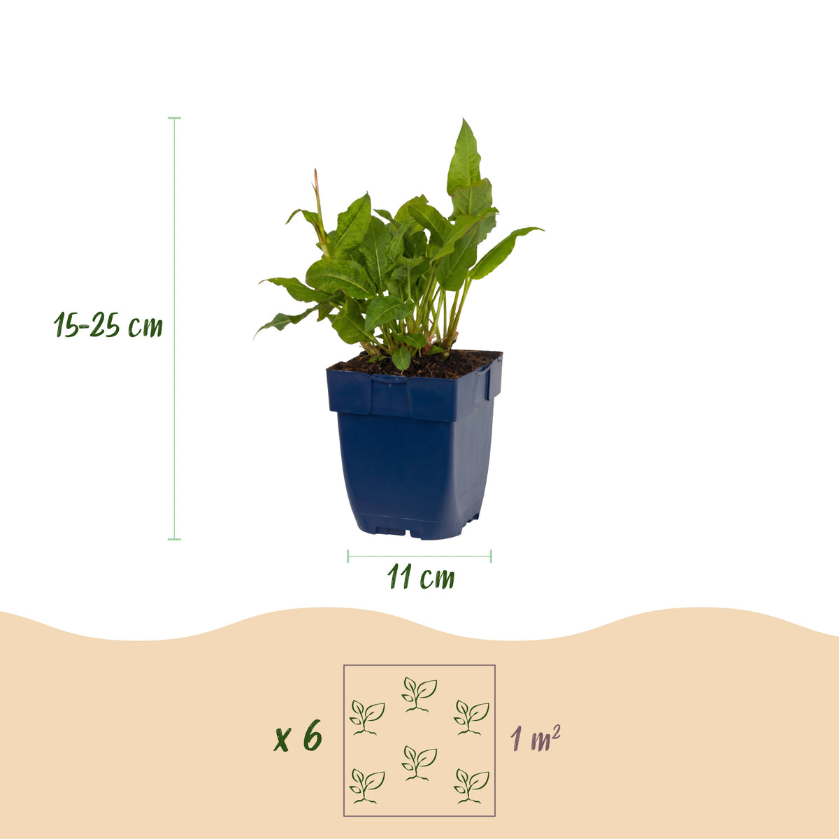 Knöterich 'Persicaria amplexicaulis Rosea' – Rosa – Topf Ø11cm – Ansicht 3
