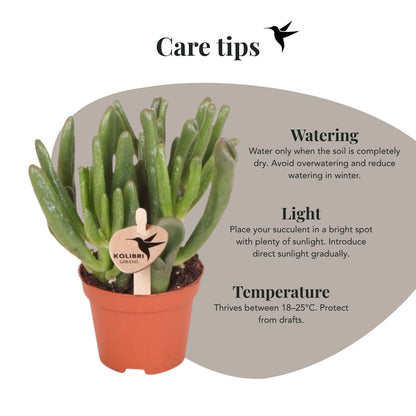 Sukkulente Crassula Hobbit – Ø6cm – Ansicht 14