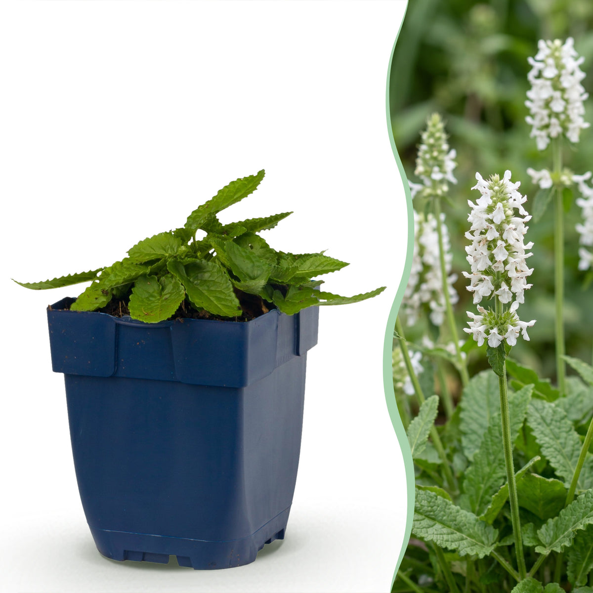 Heil-Ziest 'Alba' – Stachys officinalis – Weiß – Topf Ø11cm