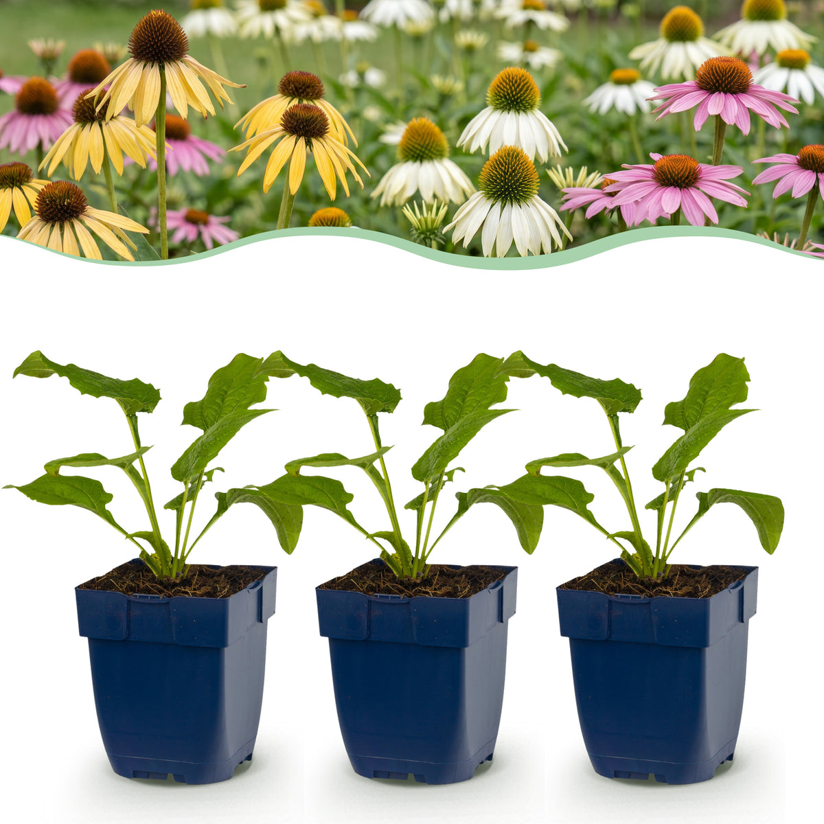Sonnenhut 'Echinacea Tricolour' – Gelb-Rosa-Weiß – Topf Ø11cm