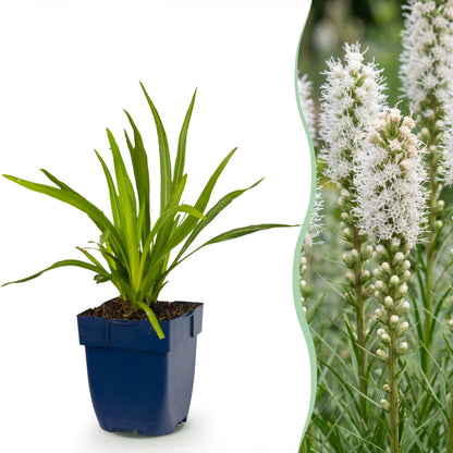 Liatris spicata 'Alba' – Weiß – Topf Ø11cm