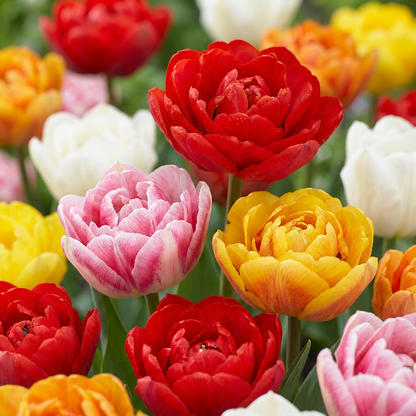 Tulpe-Mix 'Double'