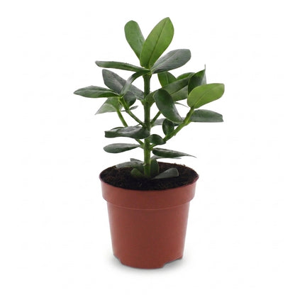 Clusia 'Princess' – Topf Ø12cm – Höhe 40cm – Ansicht 2