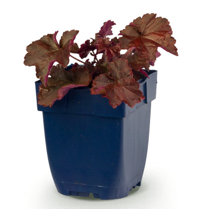 Purpurglöckchen 'Palace Purple' – Lila – Topf Ø11cm – Ansicht 2