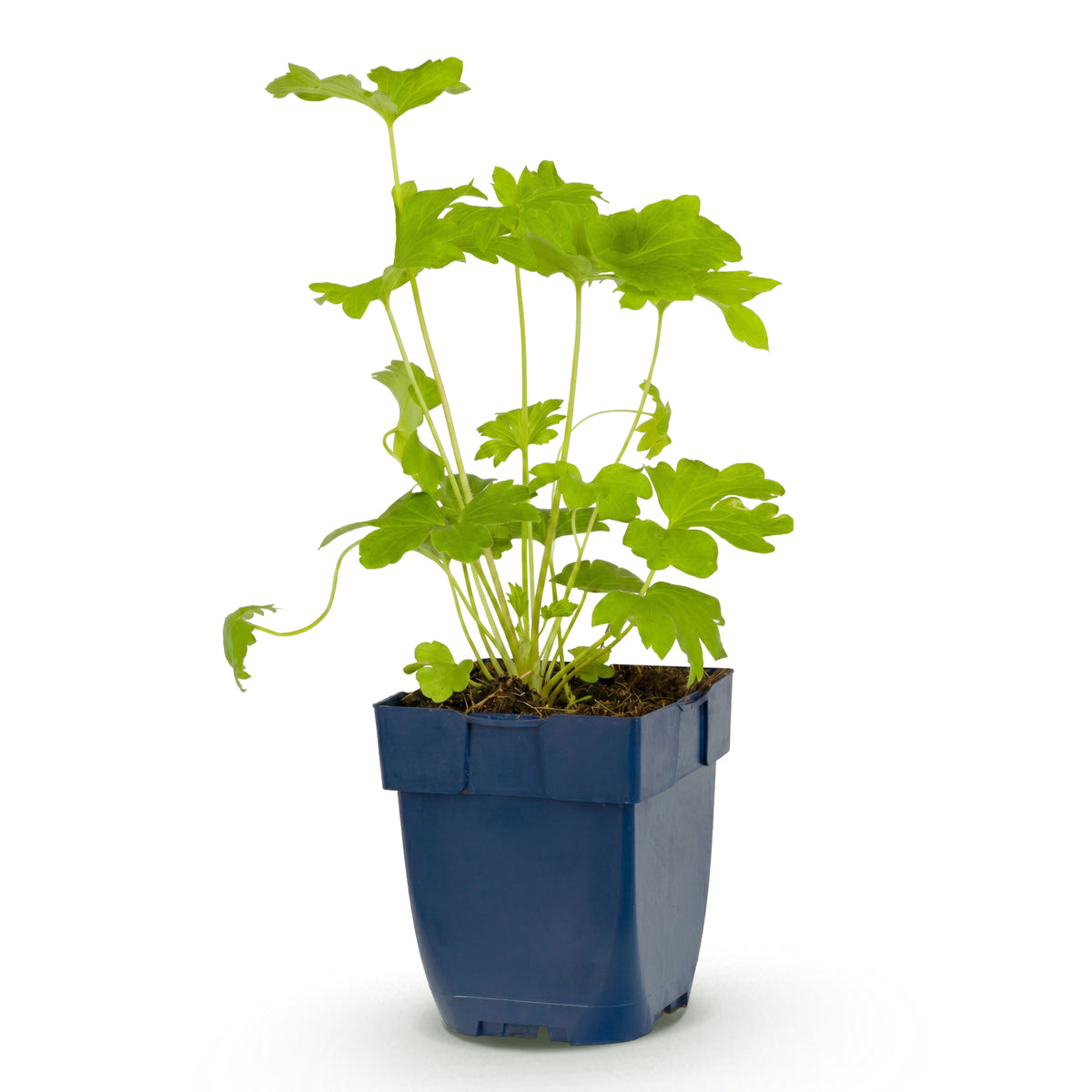 Rittersporn 'Black Knight' – Delphinium – Lila – Topf Ø11cm – Ansicht 2