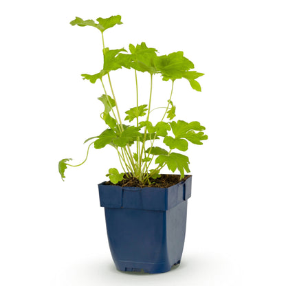 Rittersporn 'Black Knight' – Delphinium – Lila – Topf Ø11cm – Ansicht 2