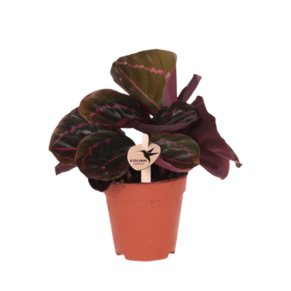 Calathea 'Dottie' – Zimmerpflanze – Ø9cm