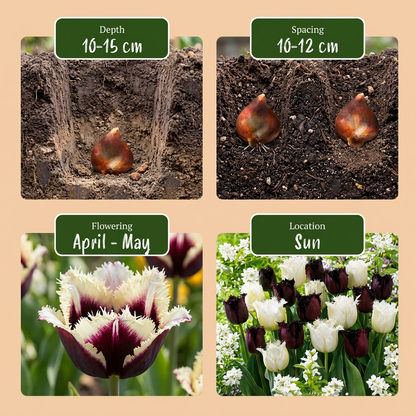 Tulpe-Mix 'Breakdance' – Ansicht 4