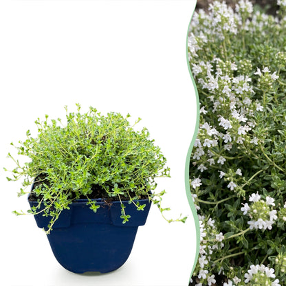 Kriech-Thymian 'Albiflorus' – Weiß – Topf Ø11cm