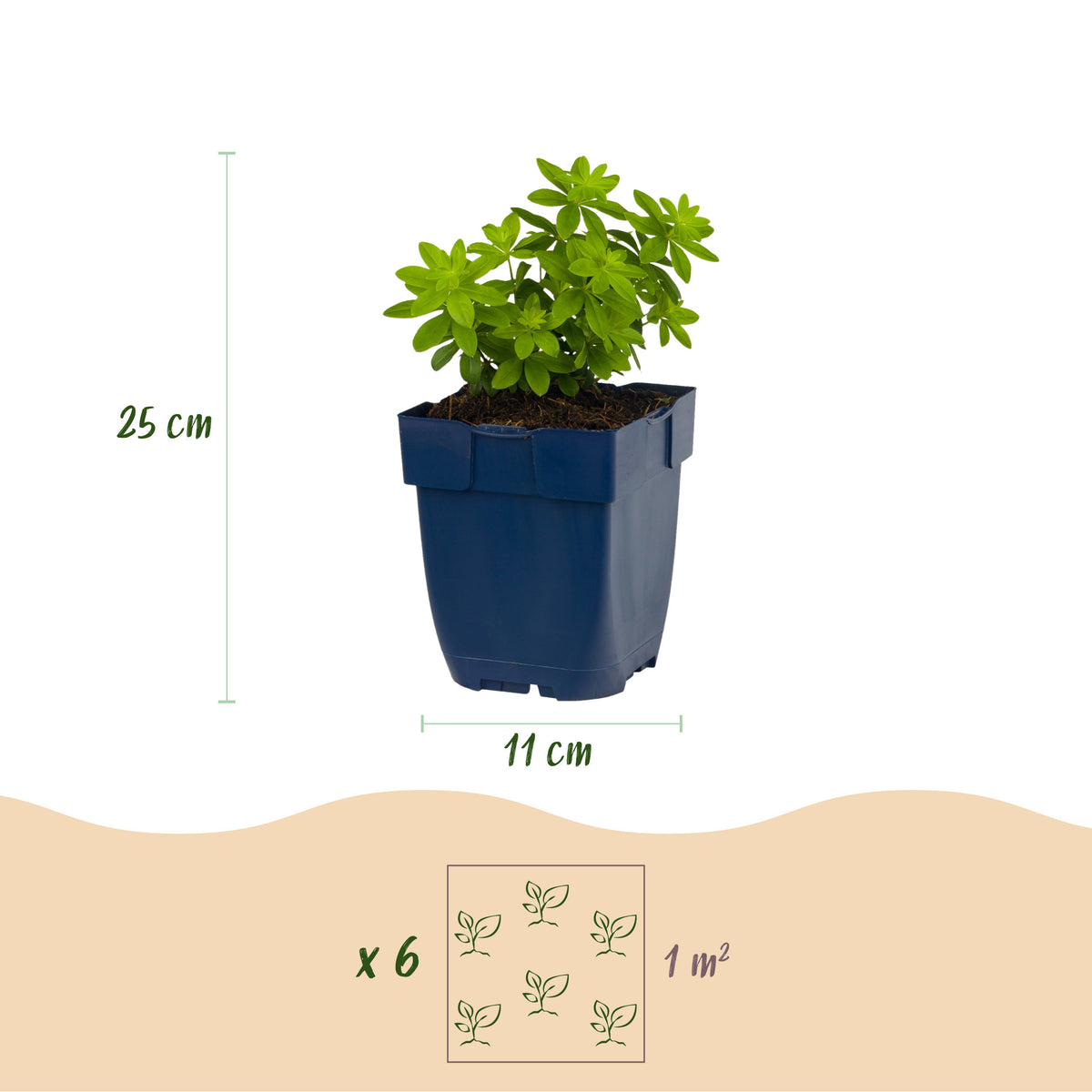 Waldmeister 'Galium odoratum' – Weiß – Topf Ø11cm – Ansicht 3