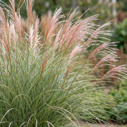 Chinaschilf 'Morning Light' – Miscanthus sinensis – Topf Ø11cm – Ansicht 5