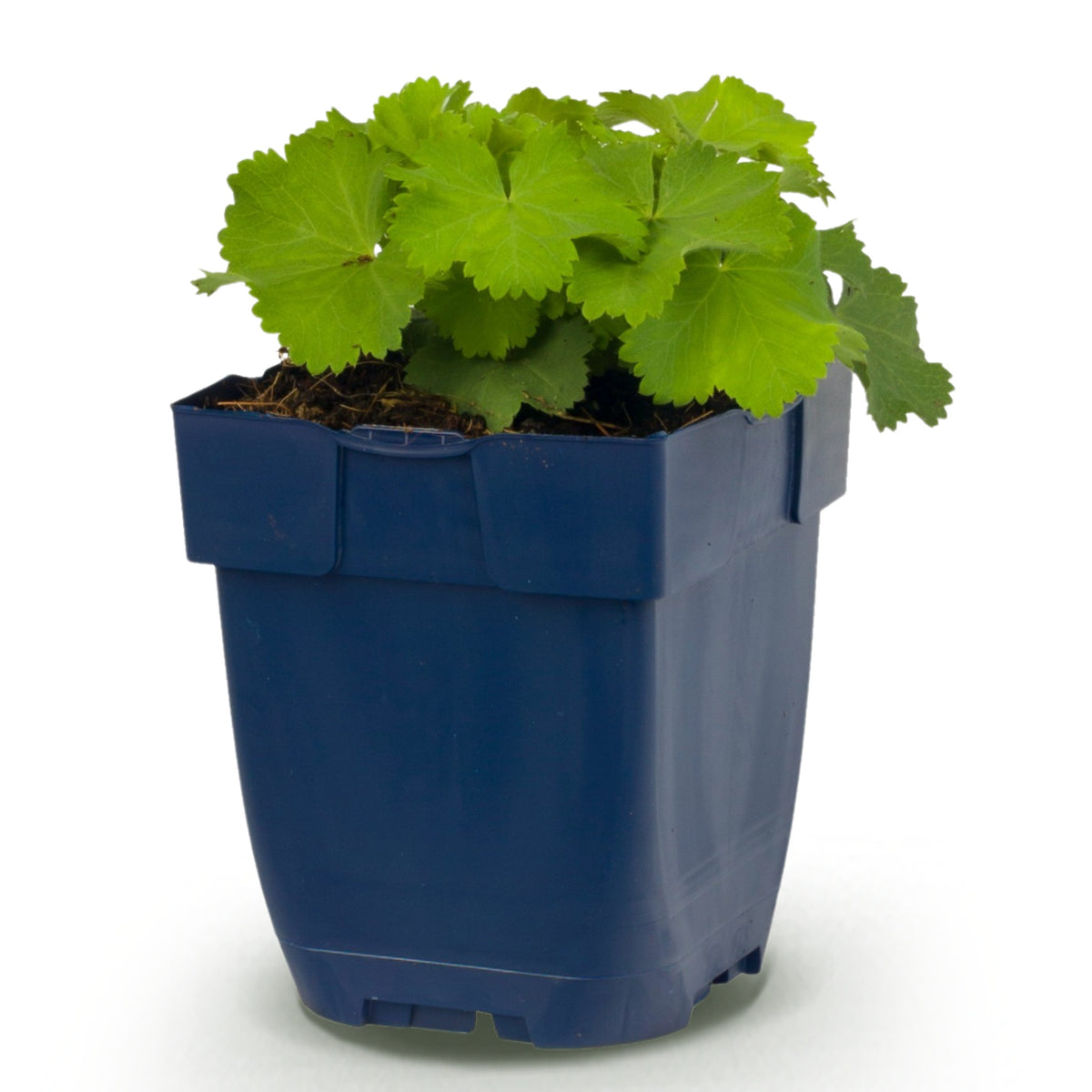 Frauenmantel (Alchemilla mollis) – Gelb – Topf Ø11cm – Ansicht 2