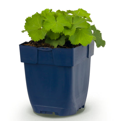 Frauenmantel (Alchemilla mollis) – Gelb – Topf Ø11cm – Ansicht 2