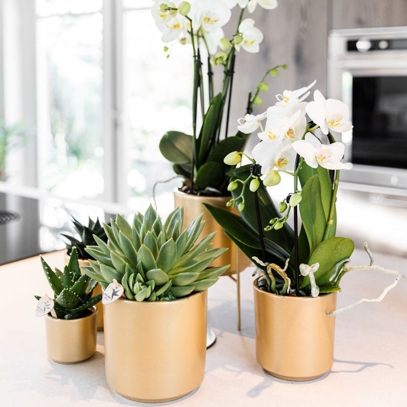 Phalaenopsis-Orchidee 'Niagara Fall White' – Weiß – Topf Ø9cm – Ansicht 5