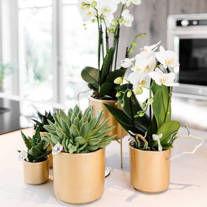 Phalaenopsis-Orchidee 'Niagara Fall White' – Weiß – Topf Ø9cm – Ansicht 5