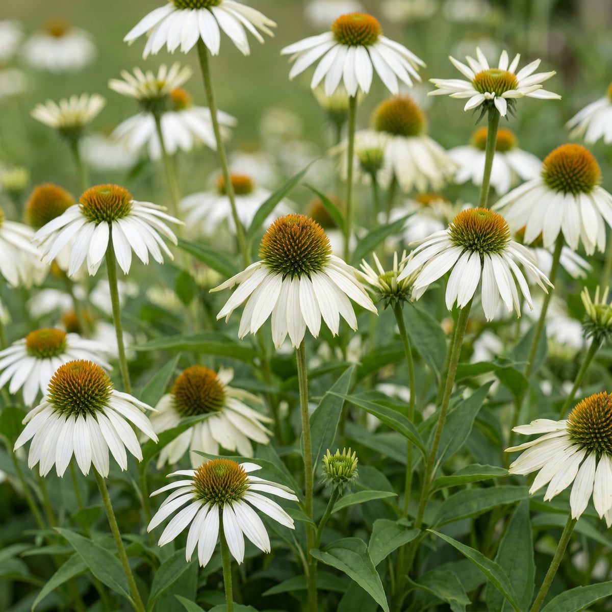 Sonnenhut 'Alba' – Echinacea purpurea – Weiß – Topf Ø11cm – Ansicht 5