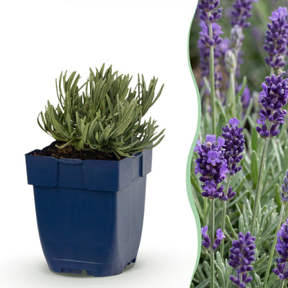 Lavendel 'Munstead' – Lila – Topf Ø11cm