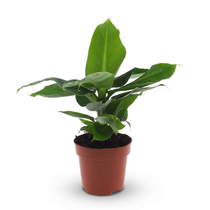 Orientalische Zwergbanane 'Oriental Dwarf' – Ø12cm/↕30cm – Ansicht 2