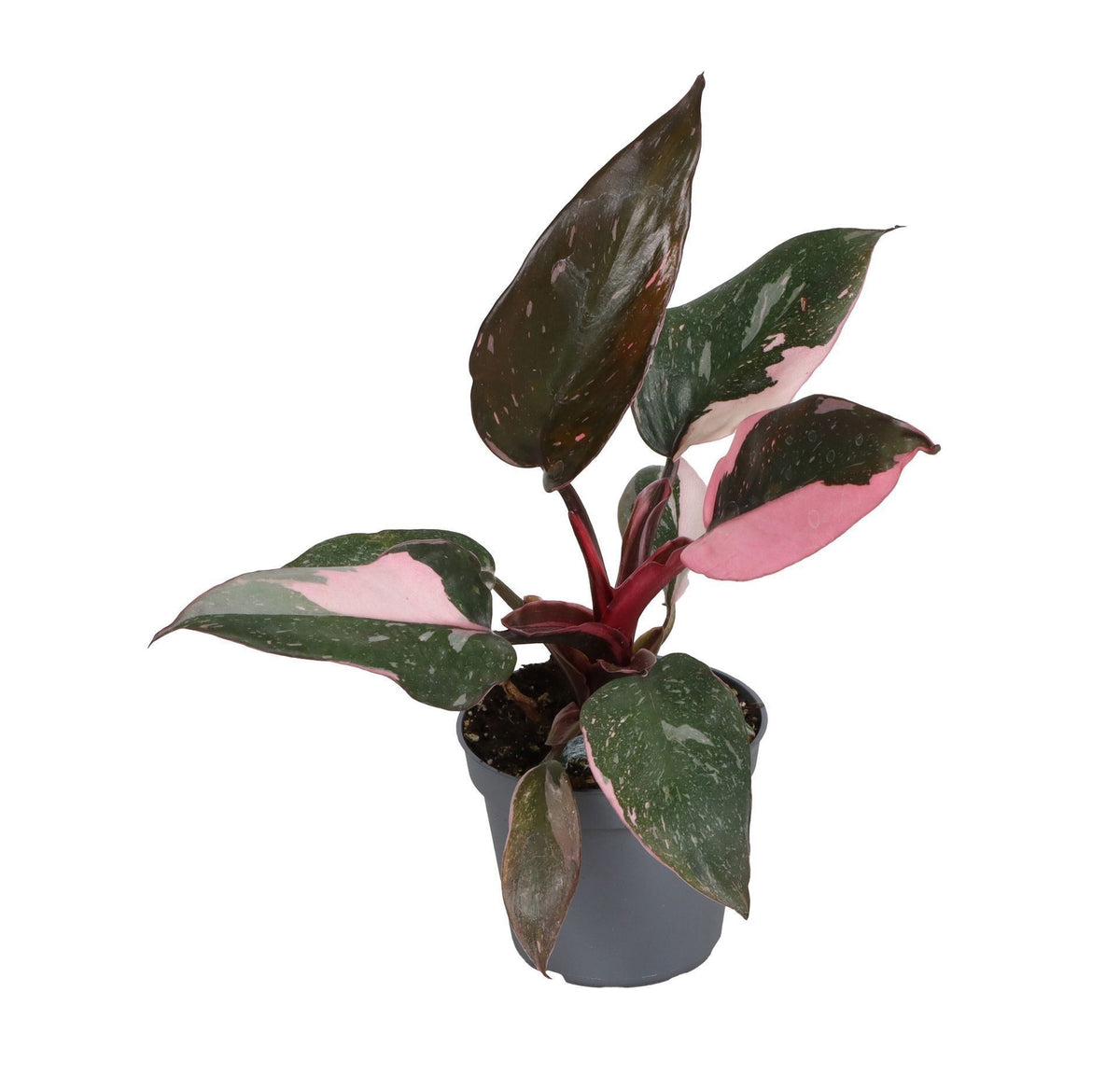 Philodendron 'Pink Princess Marble' – Grün-Rosa – Topf Ø6cm