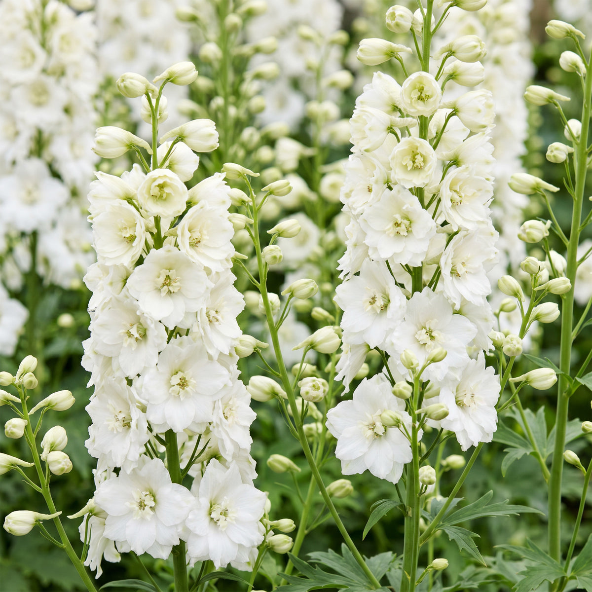 Rittersporn 'Delphinium Galahad' – Weiß – Topf Ø11cm – Ansicht 5