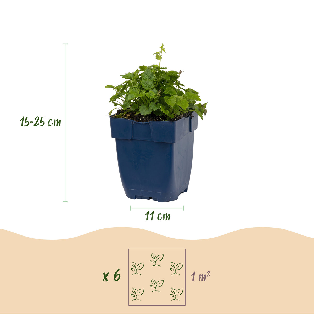 Glockenblume 'Tricolour' – Campanula – Lila-Pink-Weiß – Ø11cm – Ansicht 3