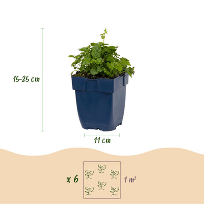 Glockenblume 'Tricolour' – Campanula – Lila-Pink-Weiß – Ø11cm – Ansicht 3