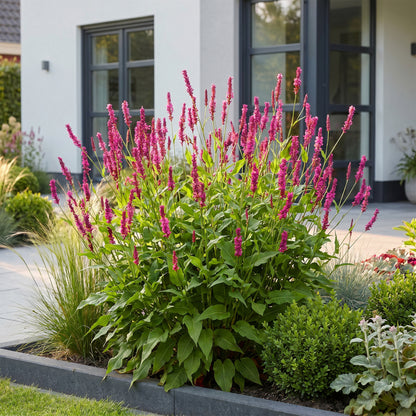Knöterich 'Persicaria amplexicaulis' – Rot – Topf Ø11cm – Ansicht 6