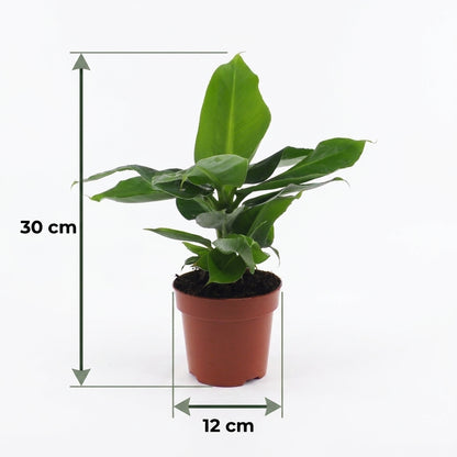 Orientalische Zwergbanane 'Oriental Dwarf' – Ø12cm/↕30cm – Ansicht 5
