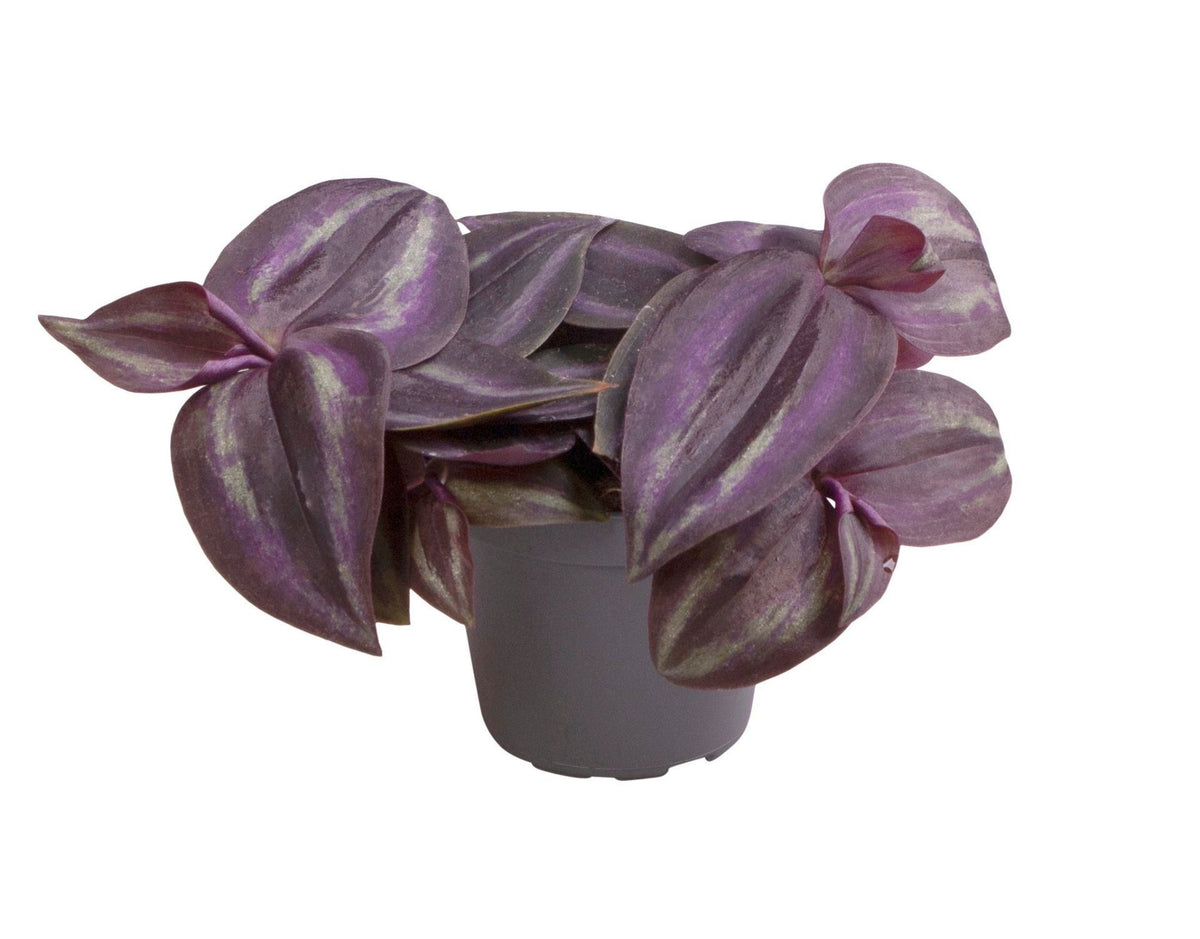 Dreimasterblume 'Purple Joy' – Lila-Rosa – Topf Ø6cm