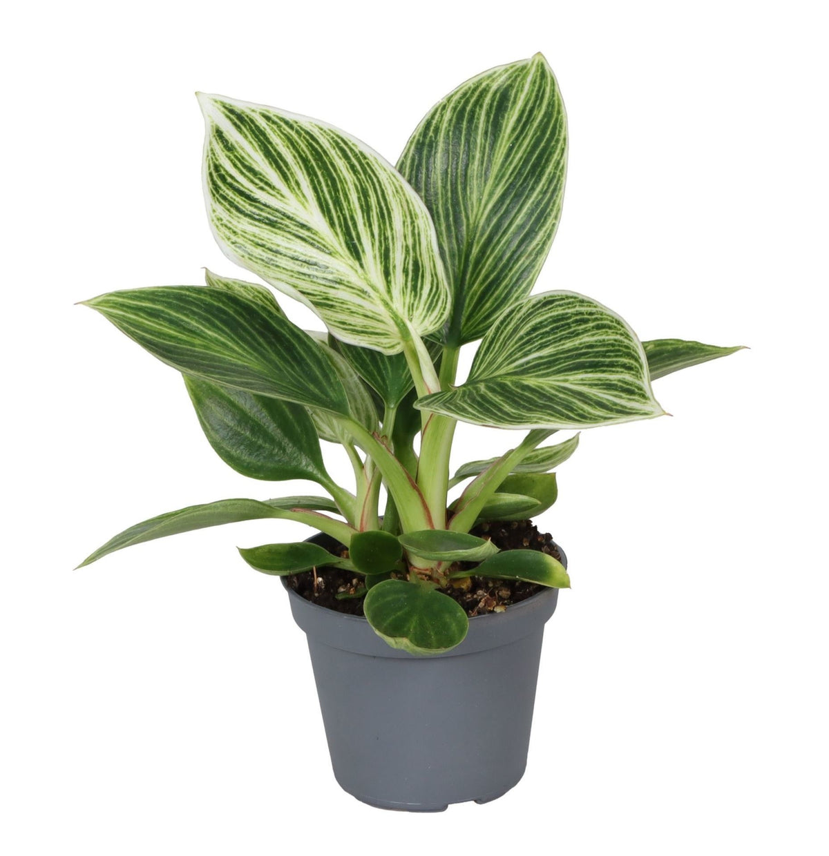 Philodendron 'White Measure' – Grün-Weiß – Topf Ø6cm