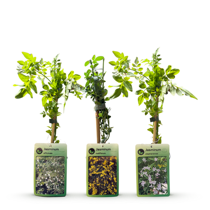 Jasmin-Trio 'Tricolour' – Gelb-Weiß-Rosa – Topf Ø9cm – Ansicht 3