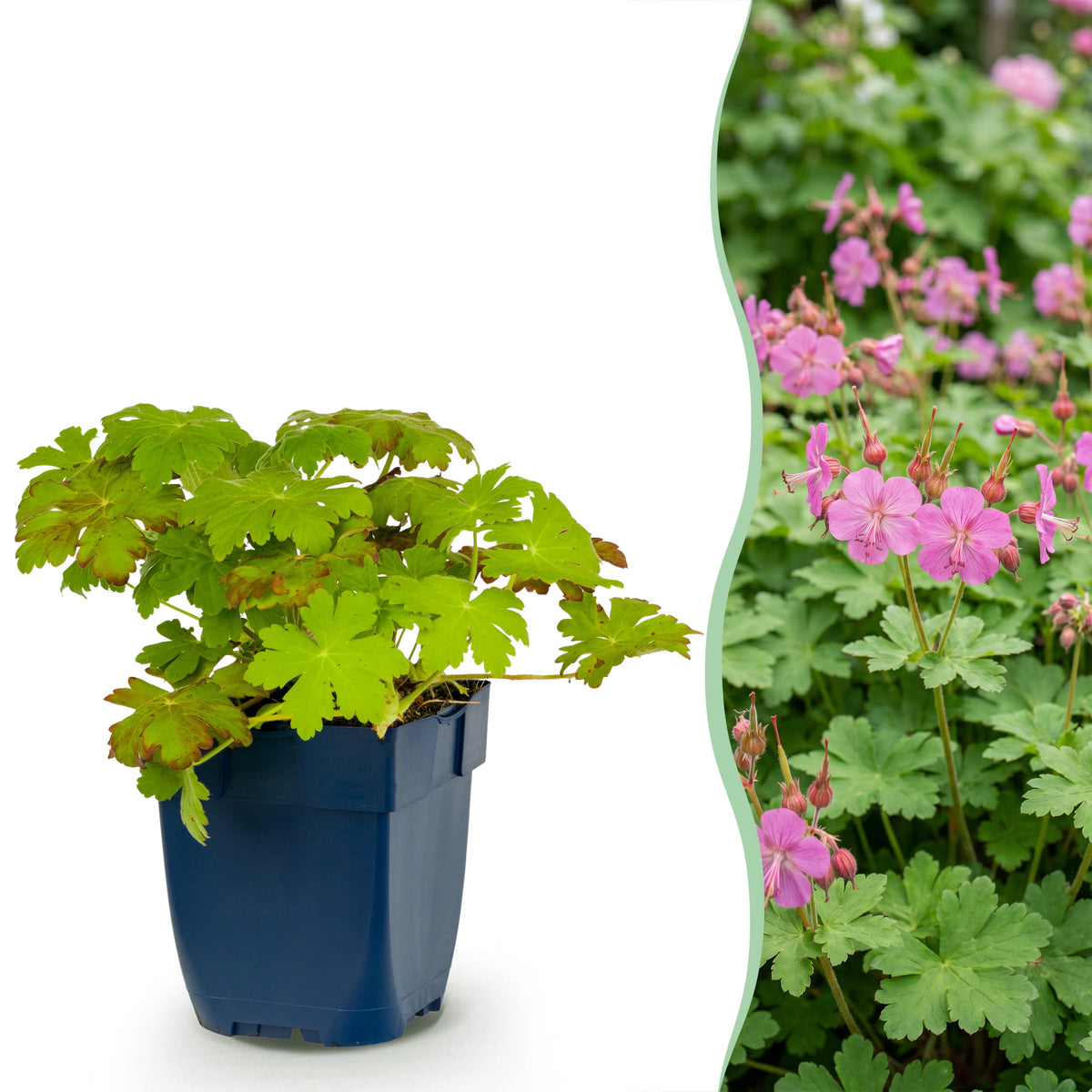 Storchschnabel 'Macrorrhizum' – Rosa – Topf Ø11cm