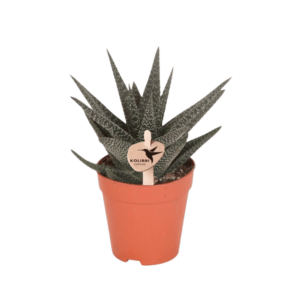 Sukkulente 'Haworthia Royal Highness' – Grün – Topf Ø9cm