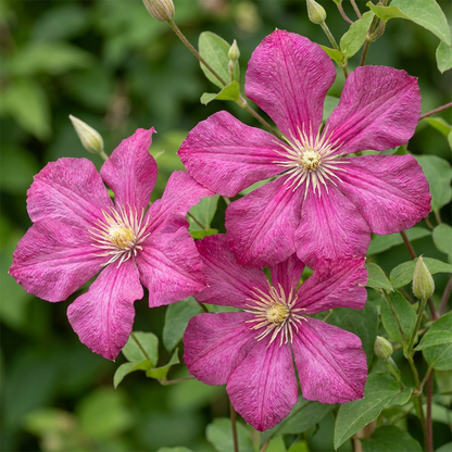 Clematis 'Ville de Lyon' – Rot – Topf Ø9cm – Ansicht 3
