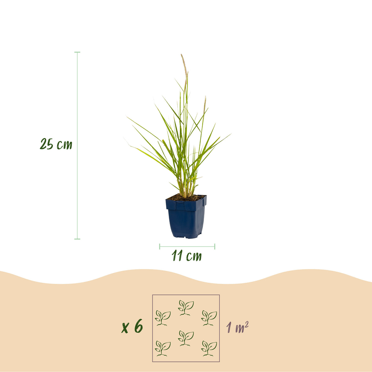 Lampenputzergras 'Fairy Tales' – Pennisetum orientale – Topf Ø11cm – Ansicht 3