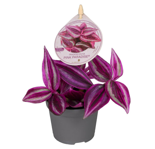 Dreimasterblume 'Pink Paradise' – Lila-Rosa – Topf Ø6cm