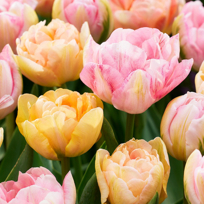 Tulpe 'Peaches & Kisses' – Mix