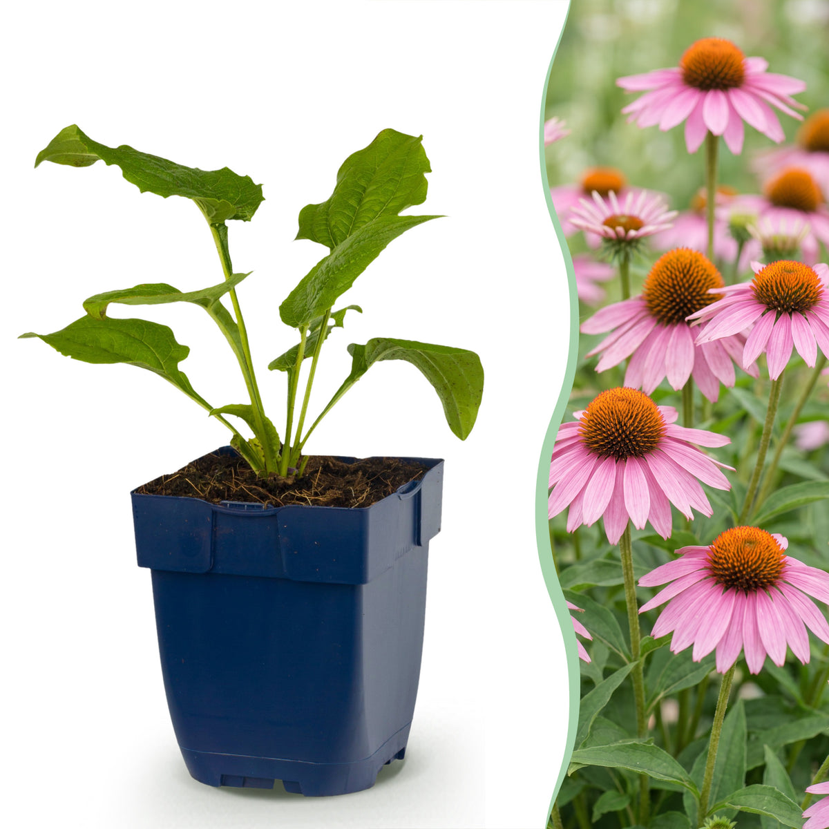 Sonnenhut 'Echinacea Magnus' – Rosa – Topf Ø11cm