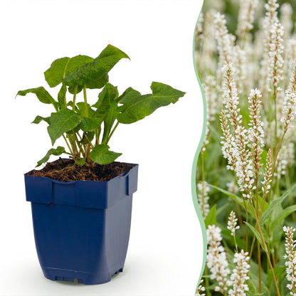Knöterich 'Persicaria ampl. Alba' – Weiß – Topf Ø11cm
