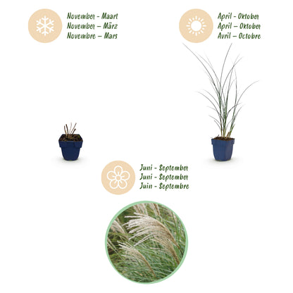 Chinaschilf 'Gracillimus' – Grün – Topf Ø11cm – Ansicht 4